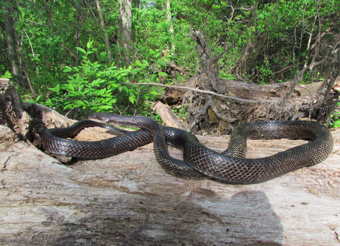 Black Rat Snake